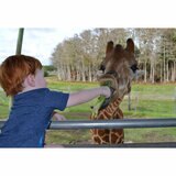 Lion Country Safari