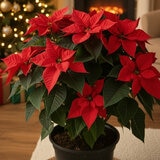 Poinsettia Poinsettia