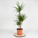 1x 4ltr pot