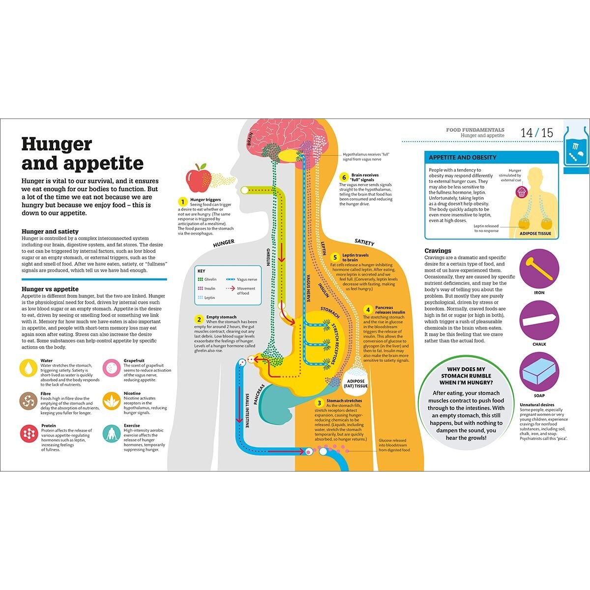 Page spread of How food works