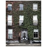 Image of a leafy wall with windows in Dublin