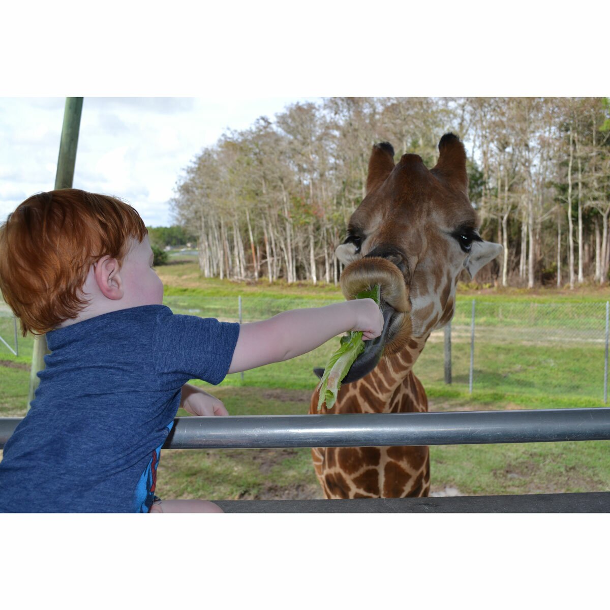 Lion Country Safari