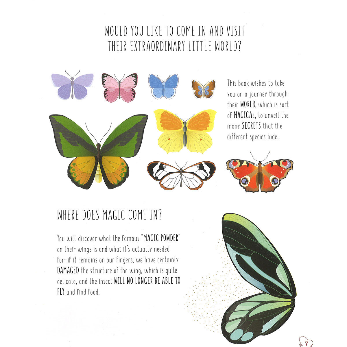 page spread butterfly