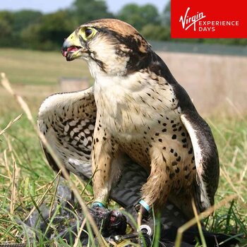 Virgin Experience Days Introductory Falconry 