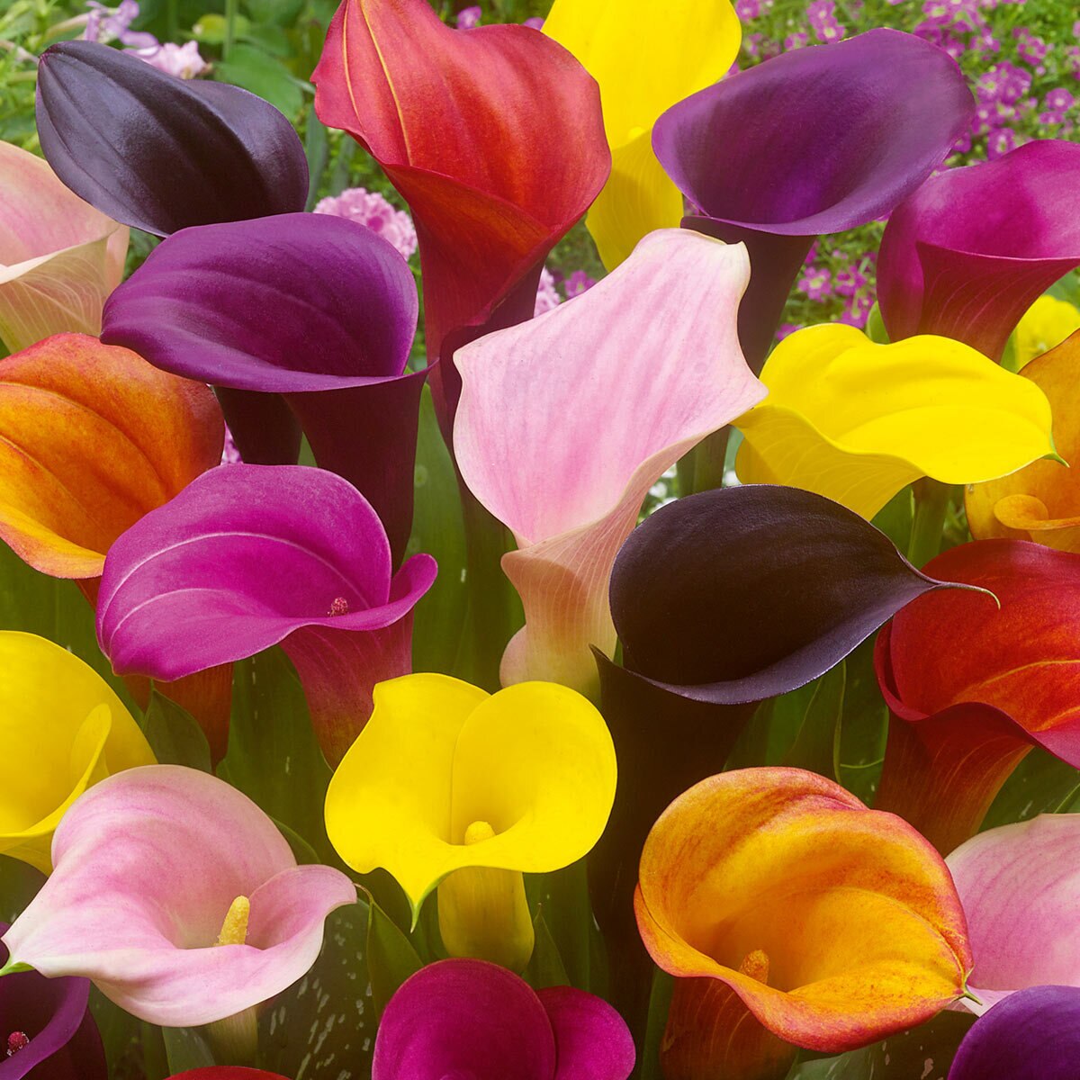 Large Flowering Calla Lily Collection, 12 Bulbs Costco UK