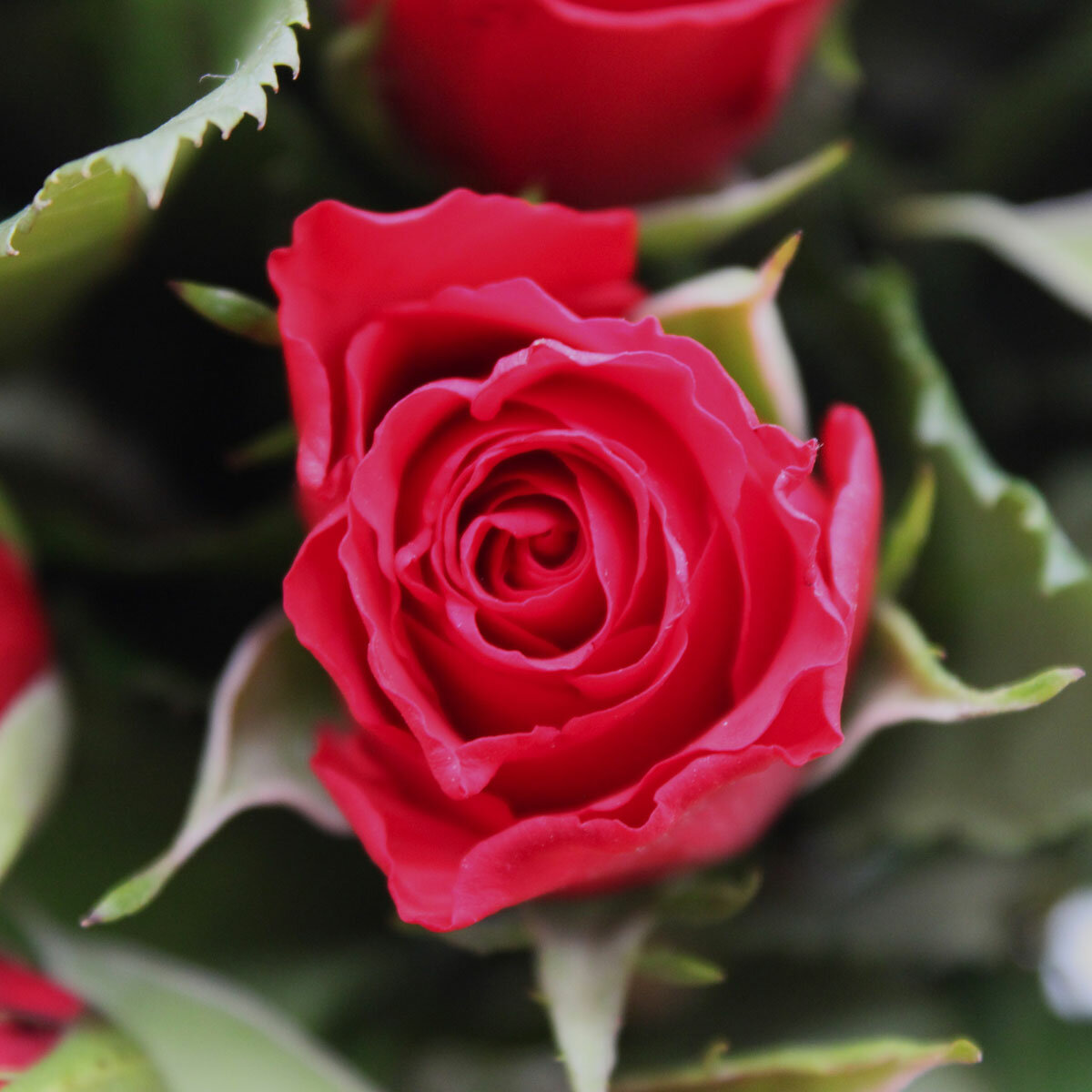 Valentine's 100 Stem Red Calypso Roses Flower Bouquet with Greetings Card