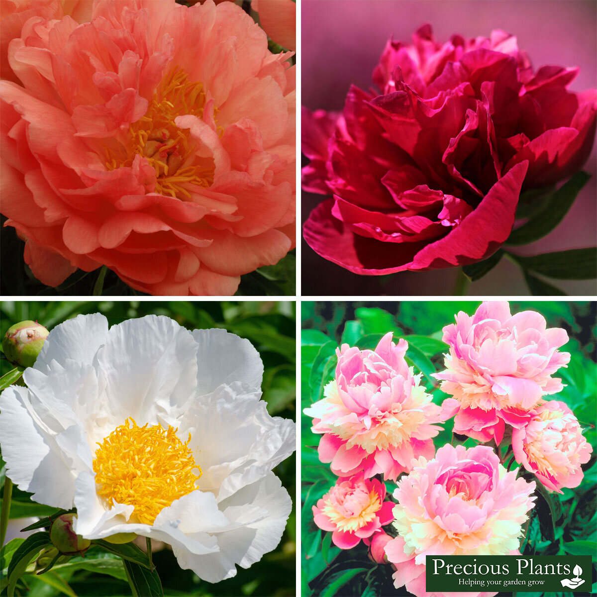 Peony Cottage Collection, 25 Roots Costco UK