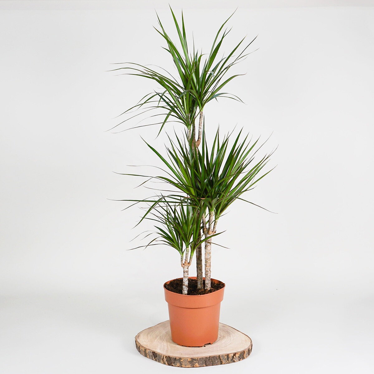 1x 4ltr pot