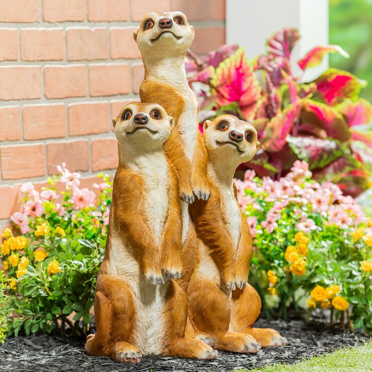 Meerkat