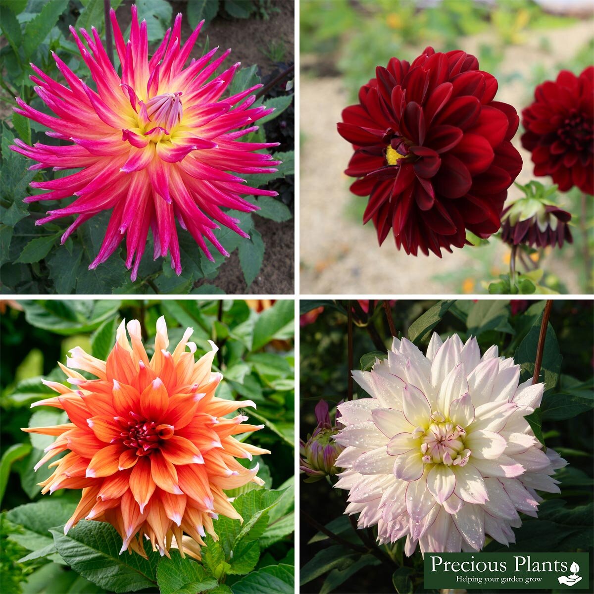 Dahlia Colourful Collection, 30 BareRoot Tubers Costco UK