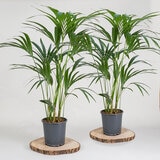 2x 4ltr pots 2x 4ltr pots