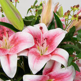 Close up of Lillies