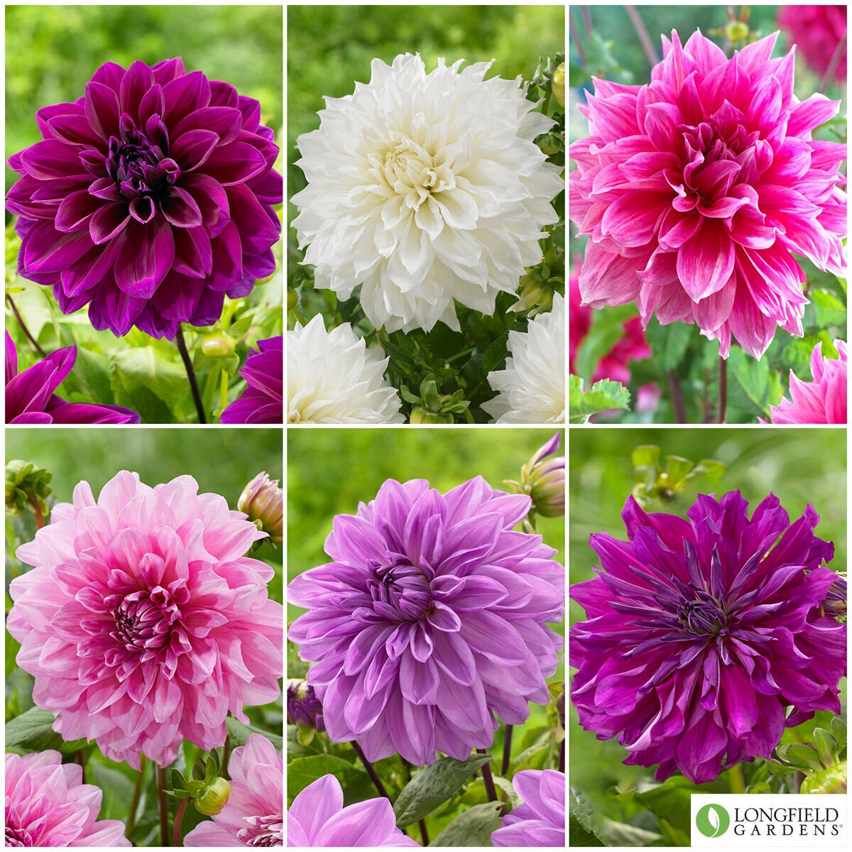 Dahlia Rose Dinnerplate Collection, 18 Bulbs Costco UK