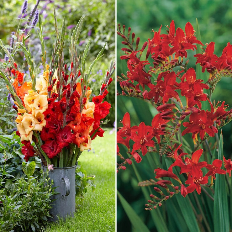 Ultimate Flower Collection, 300 Bulbs Costco UK