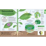 Photosynthesis