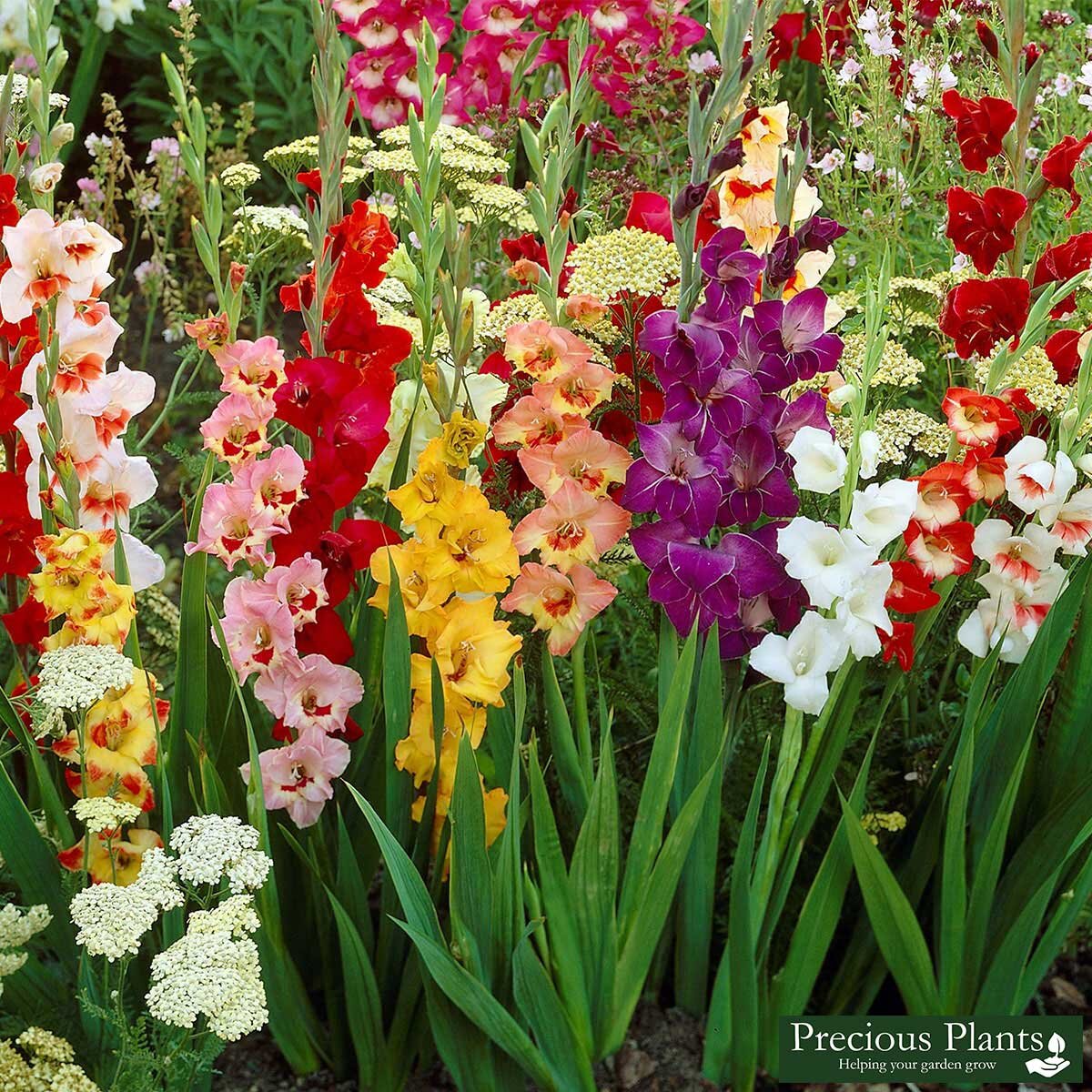 Gladioli Short Stemmed Blend Collection, 90 Bulbs Costc...