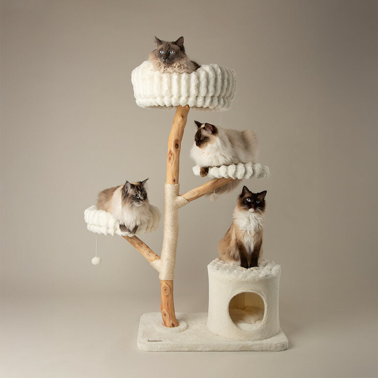 Cats Playing on Cream Cat Tree Cats Playing on Cream Cat Tree