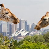 Go City Sydney Explorer Pass - Taronga Zoo