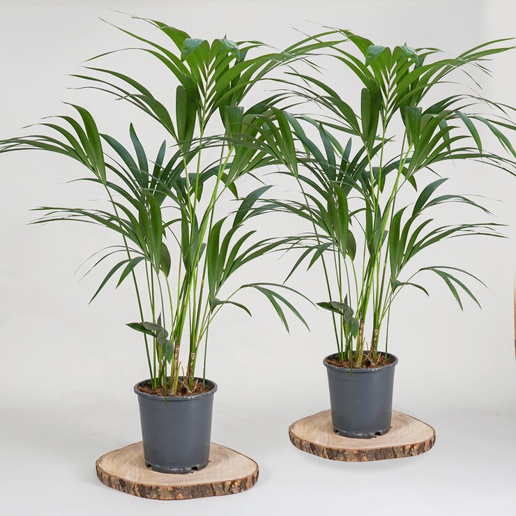 2x 4ltr pots