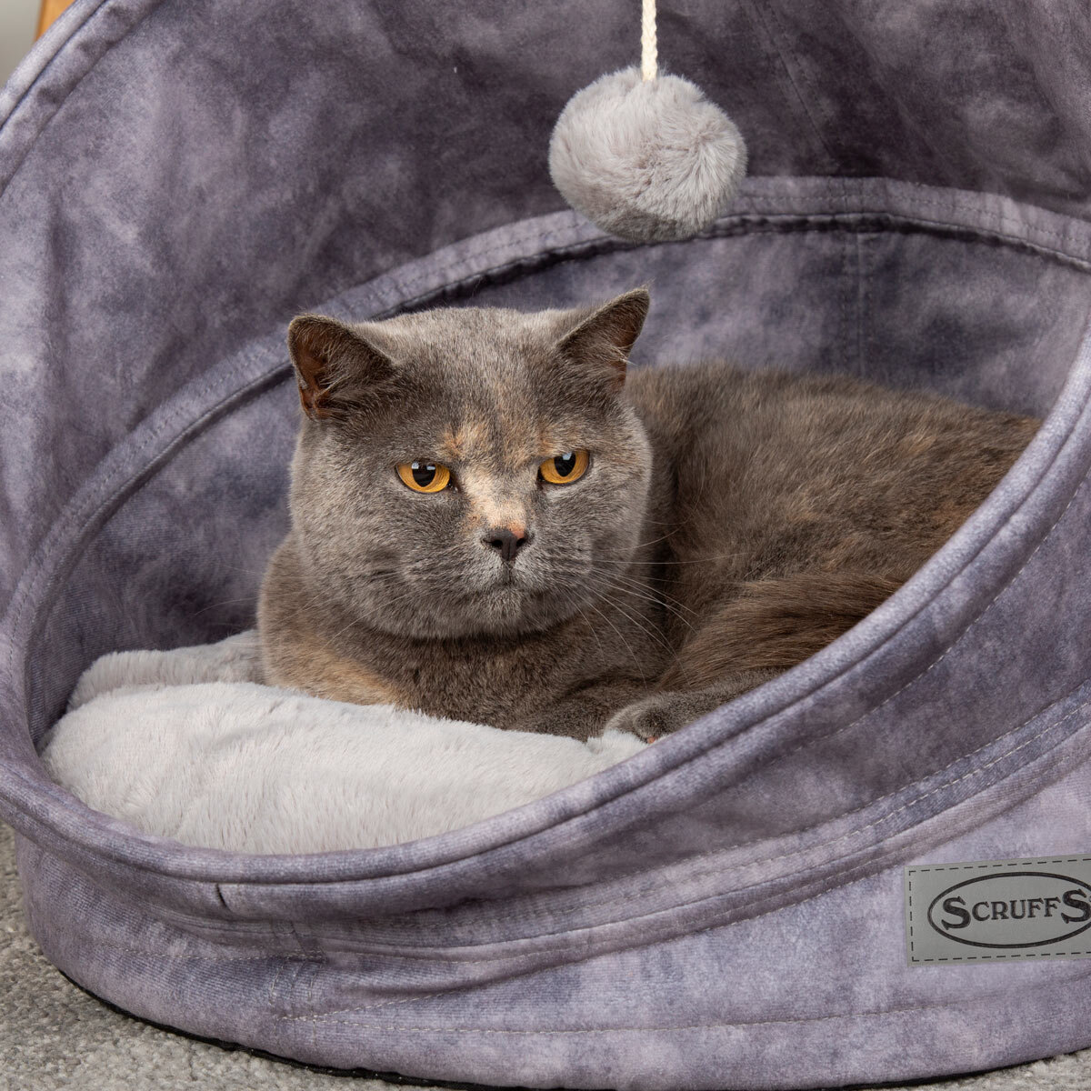 Cat Sitting in Cat Bed