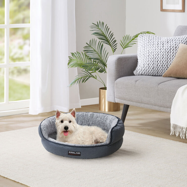Dog Bed in Lounge
