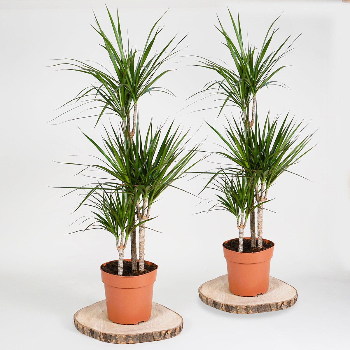 2x 4ltr pots
