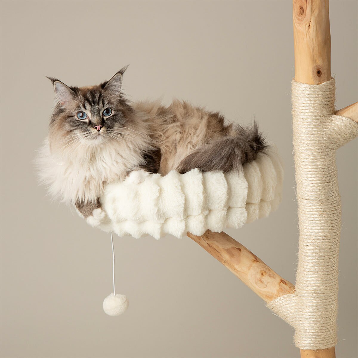 Cat Perching Cat Perching