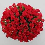 Valentine's 100 Stem Red Calypso Roses Flower Bouquet with Greetings Card