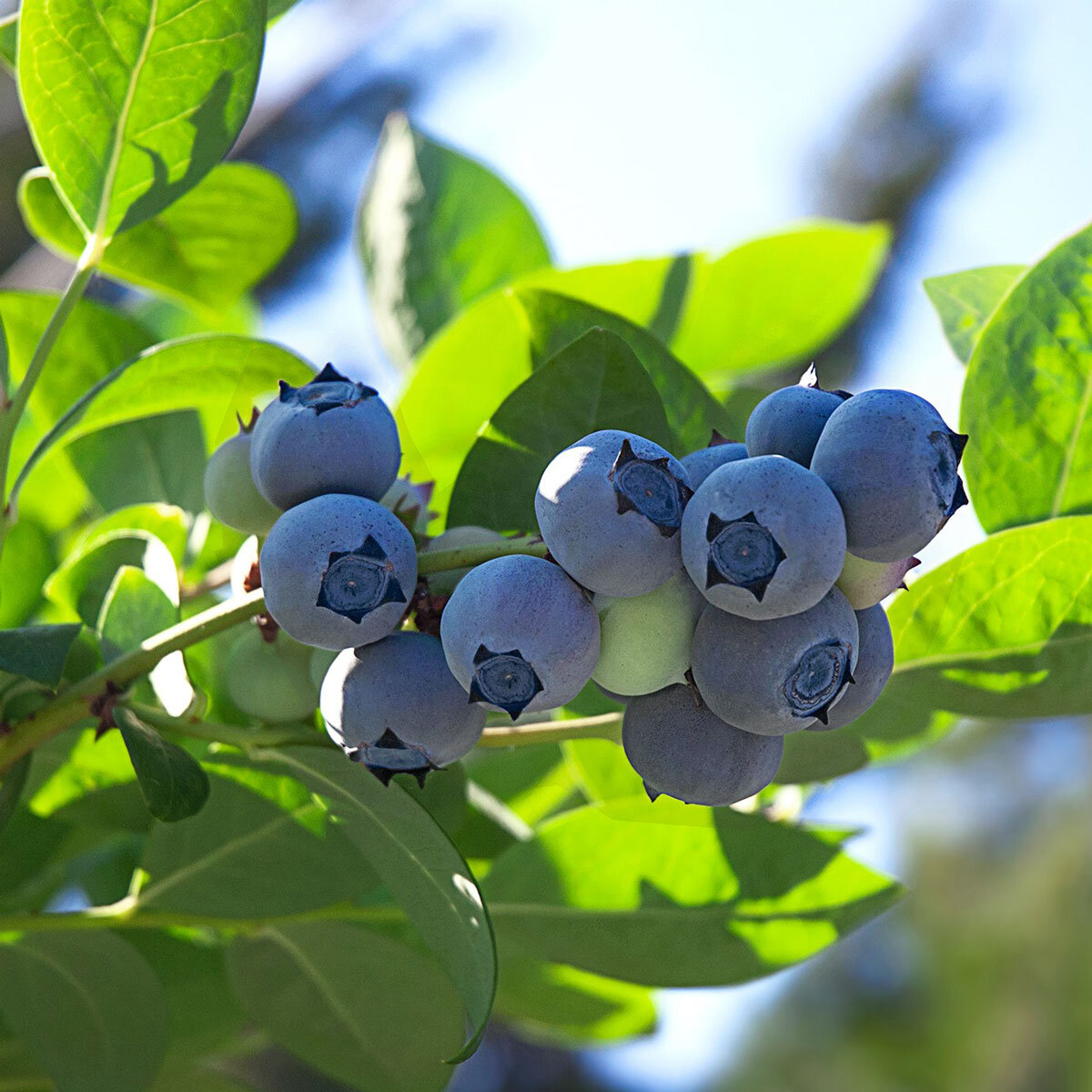 Blueberries on a Bush