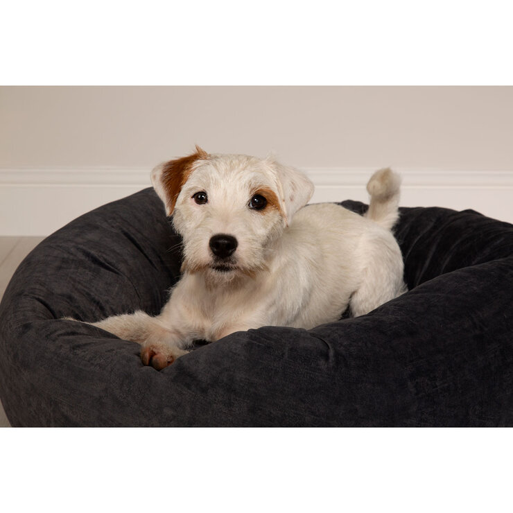 Dog on Grey Bed Dog on Grey Bed