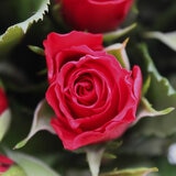 Valentine's 100 Stem Red Calypso Roses Flower Bouquet with Greetings Card