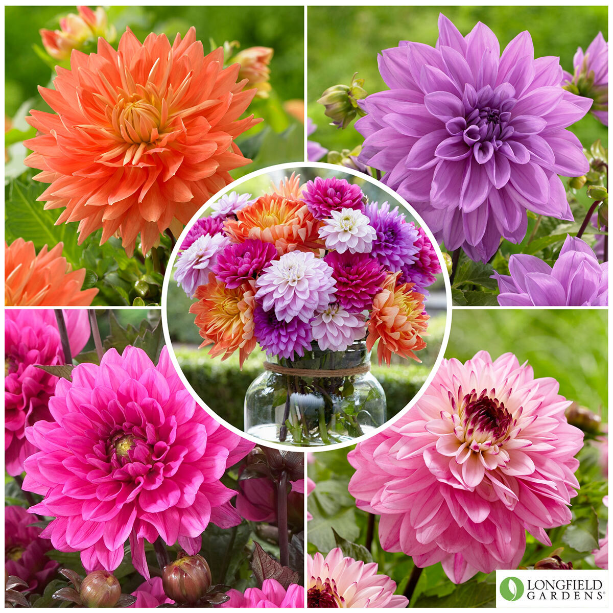 Dahlia Sweet Treats Collection, 15 Bulbs Costco UK