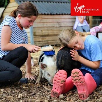 Virgin Experience Days Kew Little Pigs Groom, Pet and Play for Two Adults and Two Children