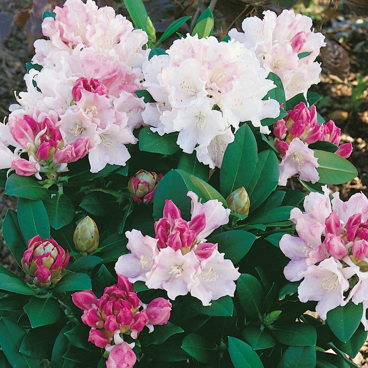 Rhododendron Dreamland