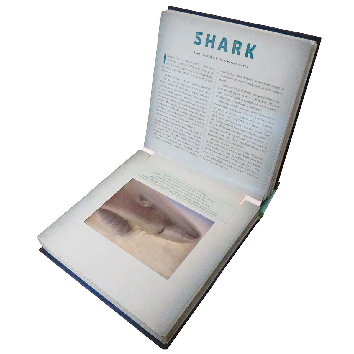 Shark