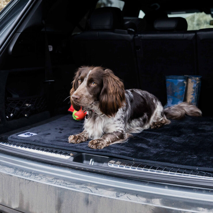 Dog in Boot of Car on Pad Dog in Boot of Car on Pad