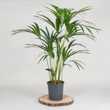 1x 4ltr pot 1x 4ltr pot