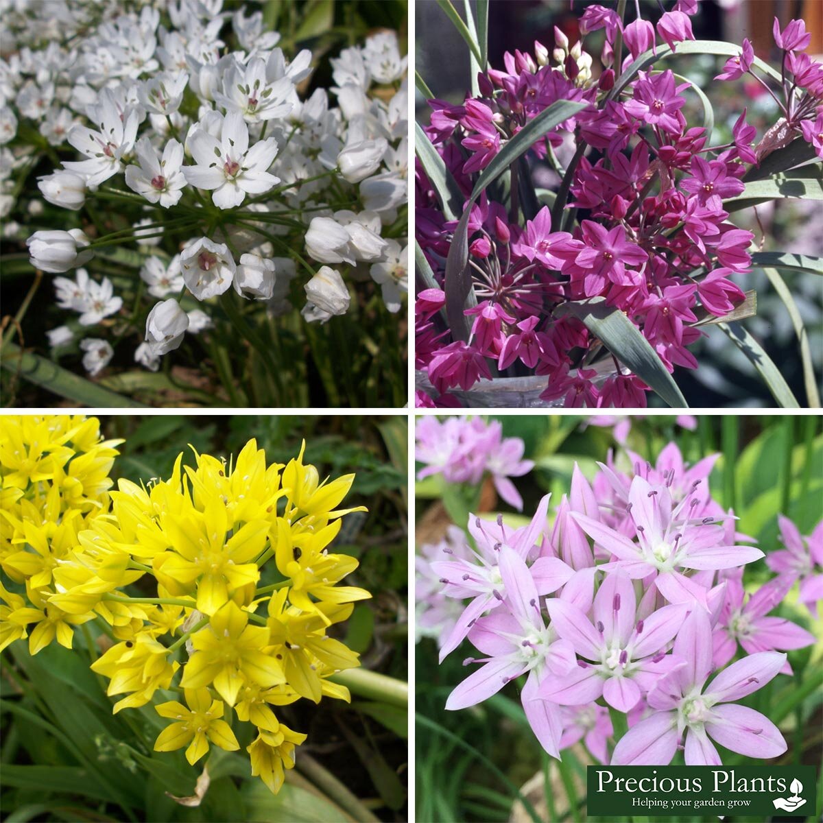 Allium SmallFlowered Mixed Collection, 200 Bulbs Costc...