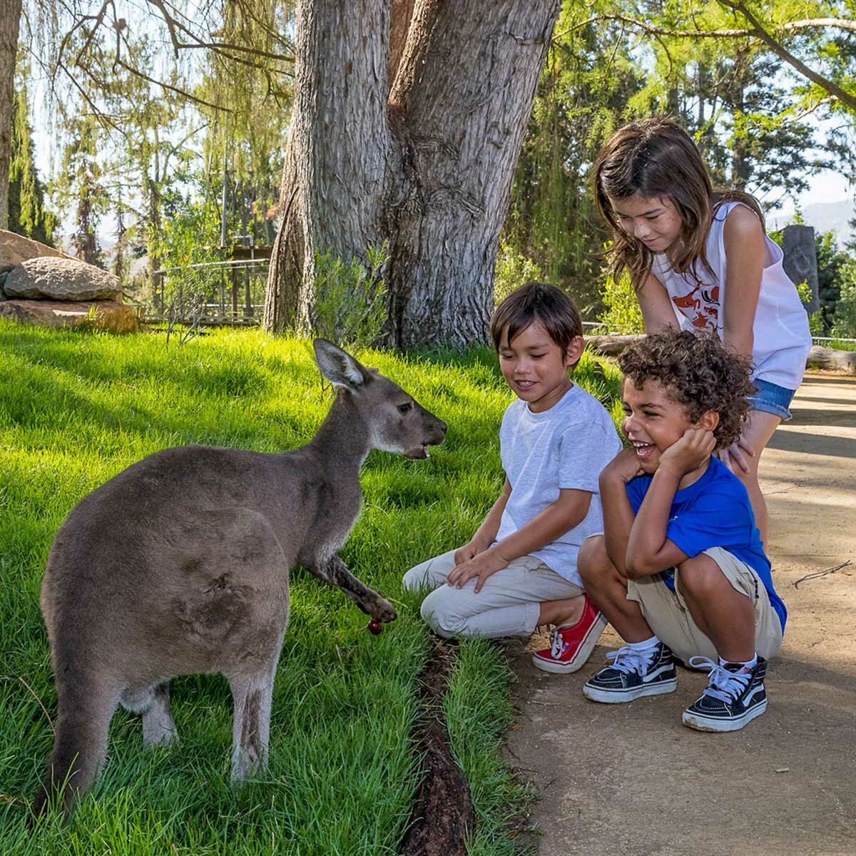 Go City San Diego Explorer Pass - San Diego Zoo Safari Park