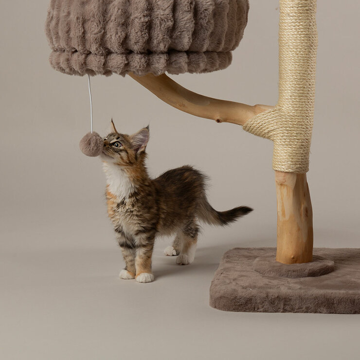 Cat Playing with Pom Pom Cat Playing with Pom Pom