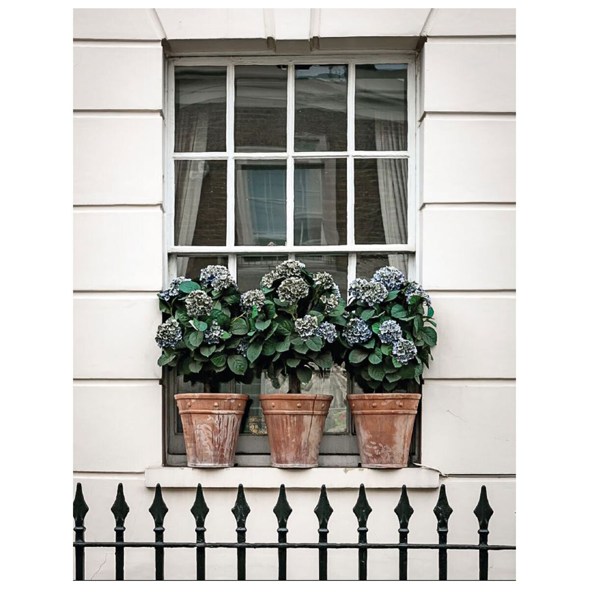 Image of a window in London with plants beneath