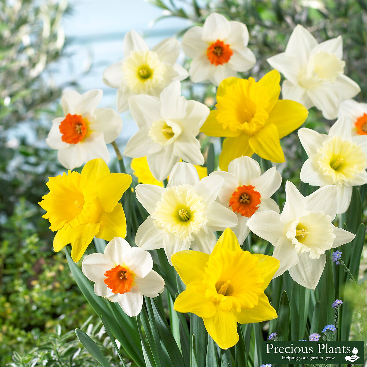 Mixed Narcissus Trumpet Daffodils, 20kg Costco UK