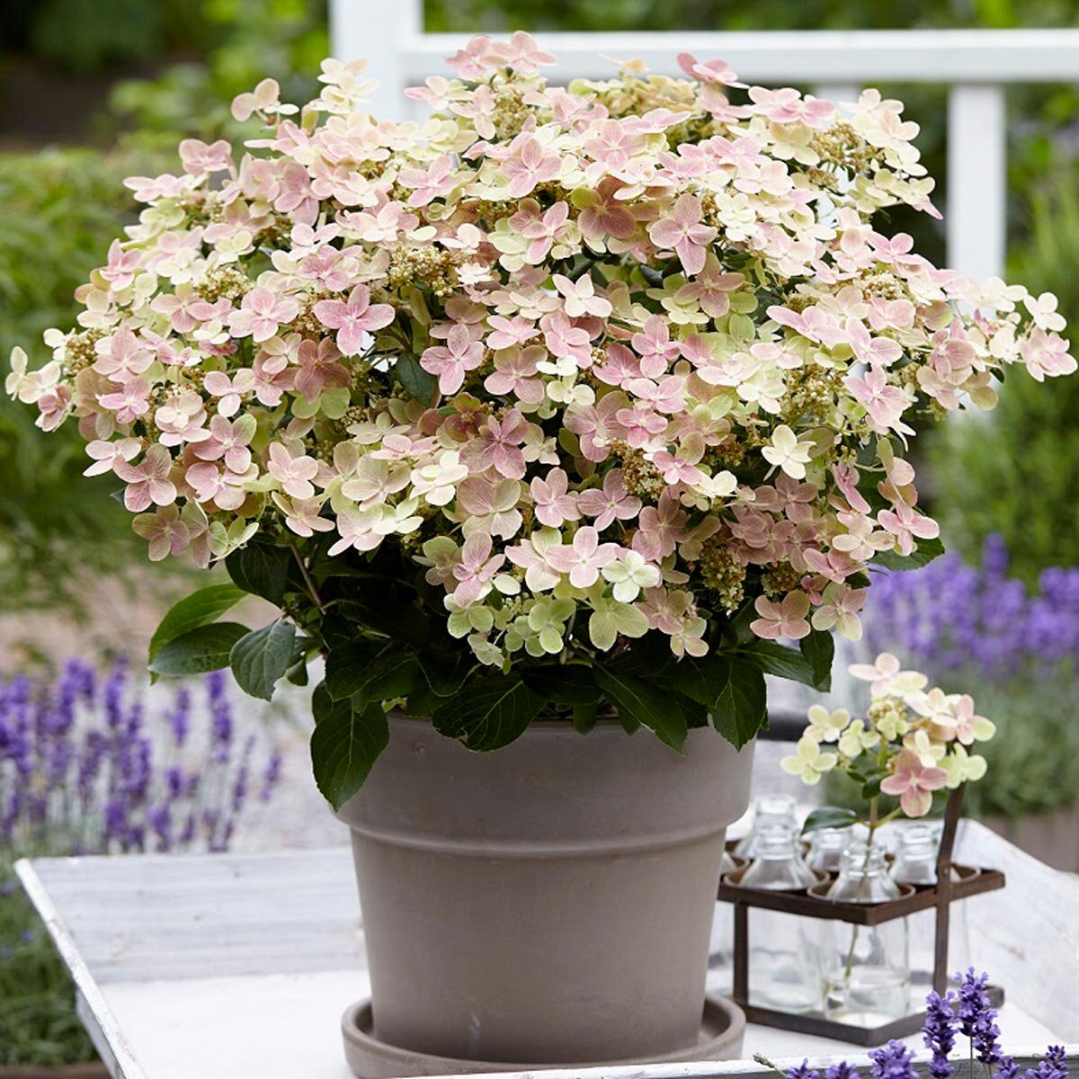Hydrangea Polestar