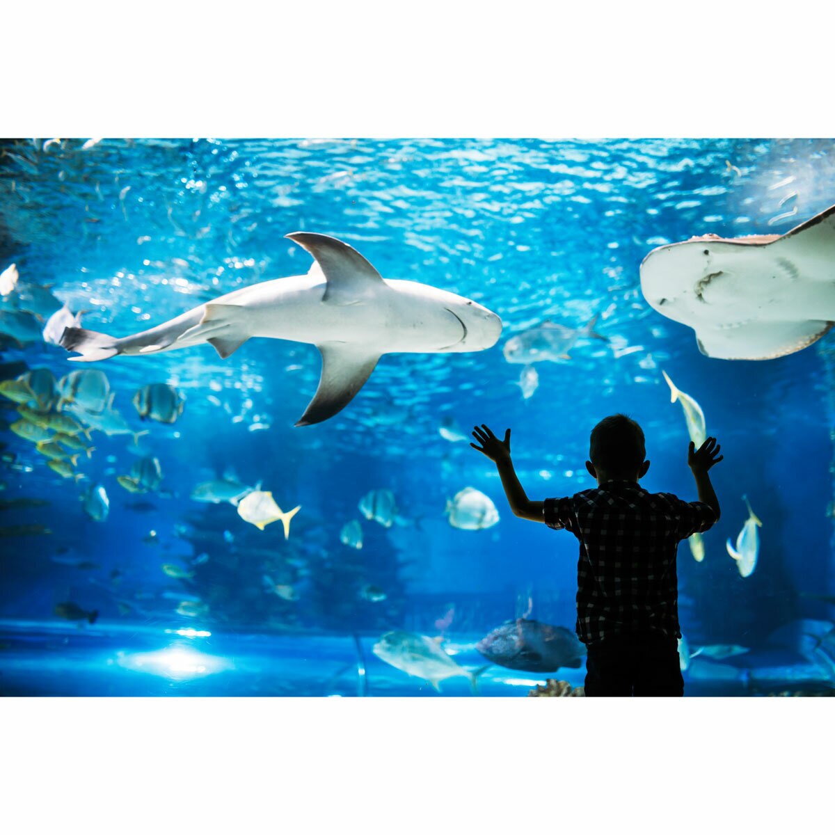 Adventure Aquarium