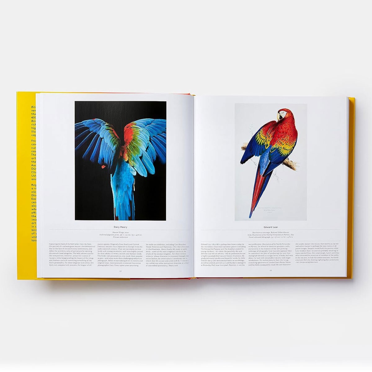 Bird 3