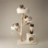 Cats Playing on Cream Cat Tree Cats Playing on Cream Cat Tree