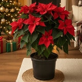 Poinsettia Poinsettia