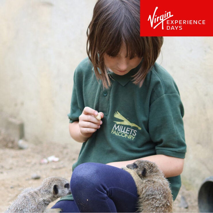 Buy Virgin Experience Meet & Feed The Meerkats Image2 at Costco.co.uk Buy Virgin Experience Meet & Feed The Meerkats Image2 at Costco.co.uk