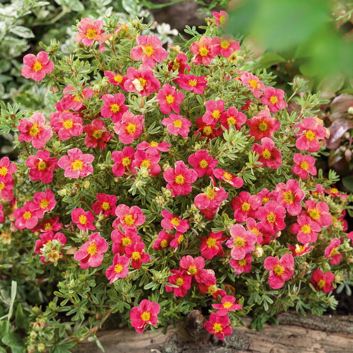 Potentilla Danny Boy