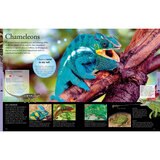 A Children's Encyclopedia Assortment, Animals